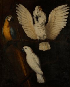 Parrots by Unbekannt Unbekannt